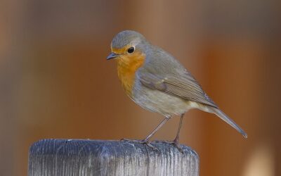 Oiseaux du canal et des jardins : qui chante autour de la maison éclusière de Trévérien ?