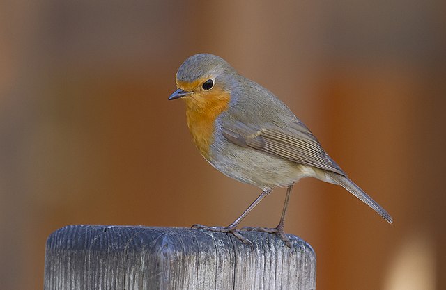 Oiseaux du canal et des jardins : qui chante autour de la maison éclusière de Trévérien ?