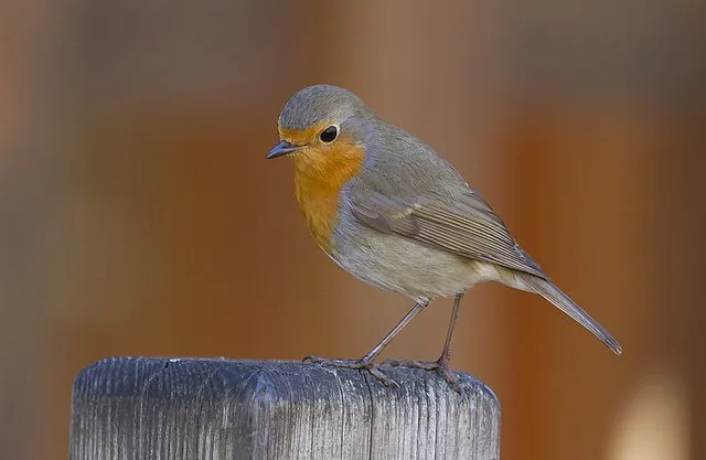 Catégorie oiseaux : le rouge-gorge familier