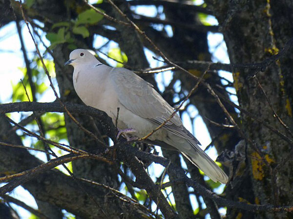 Catégorie oiseaux : le rouge-gorge familier